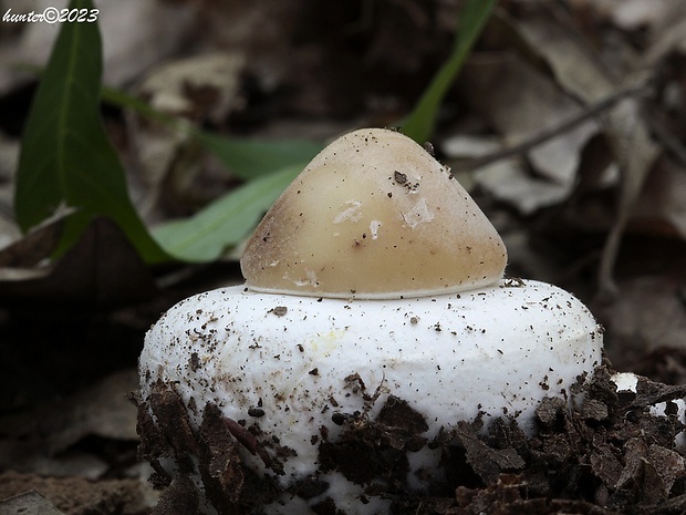 bedľa Macrolepiota sp.