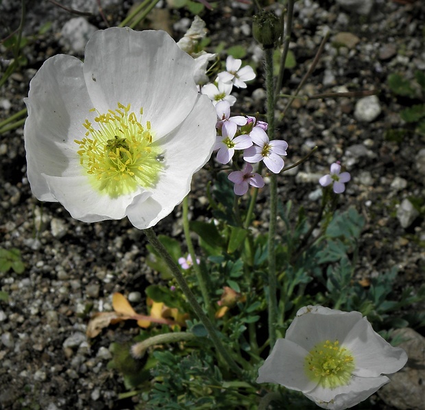 mak tatranský pravý Papaver tatricum (A. Nyár.) Ehrend.