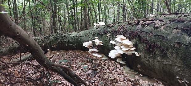 hliva buková Pleurotus pulmonarius (Fr.) Quél.