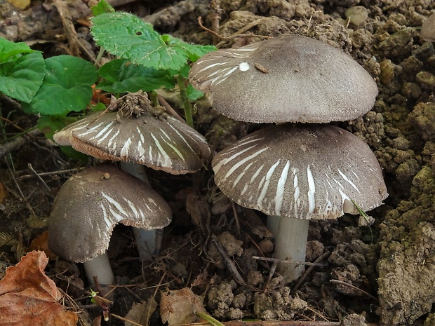 štítovka šupinkatá Pluteus ephebeus (Fr.) Gillet