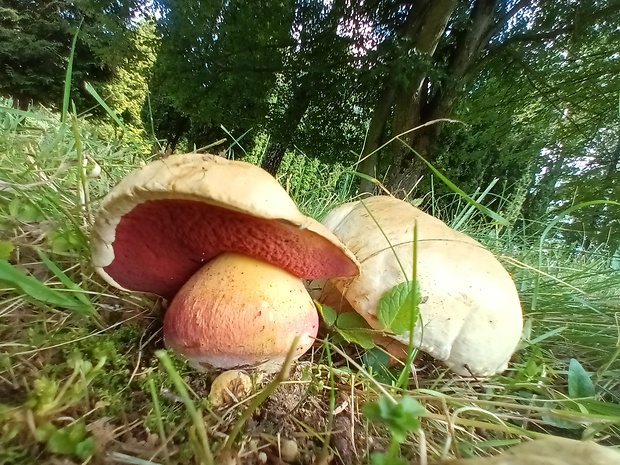 hríb satanský Rubroboletus satanas f. satanas (Lenz) Kuan Zhao & Zhu L. Yang