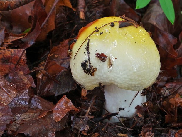 plávka slnečná Russula solaris Ferd. & Winge