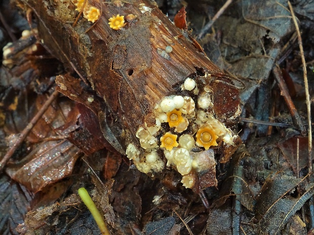 hrachovec hviezdovitý Sphaerobolus stellatus Tode