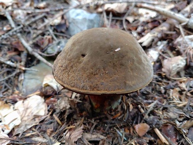 hríb zrnitohlúbikový Sutorius luridiformis (Rostk.) G. Wu & Zhu L. Yang