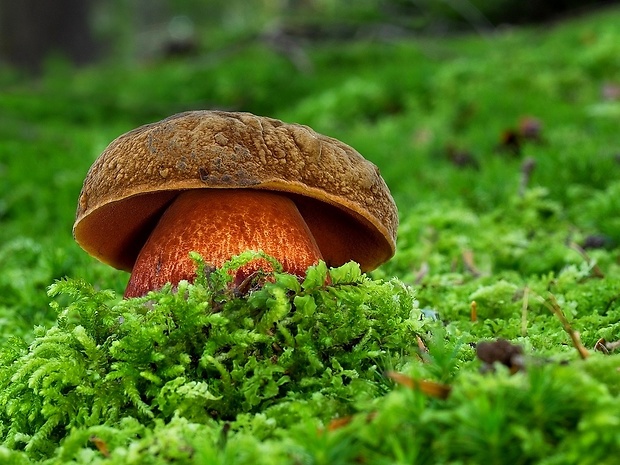 hríb zrnitohlúbikový Sutorius luridiformis (Rostk.) G. Wu & Zhu L. Yang