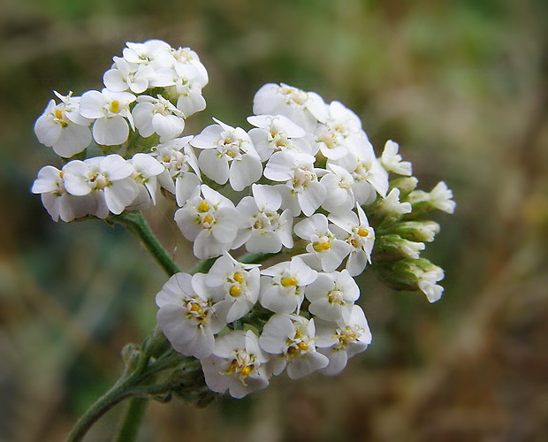 rebríček obyčajný Achillea millefolium L.