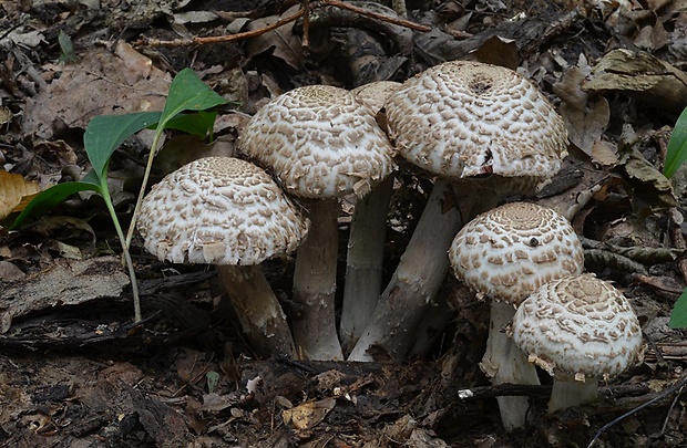 pečiarka trsovitá Agaricus bohusii Bon