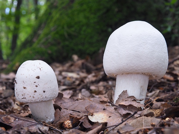 pečiarka Agaricus sp.