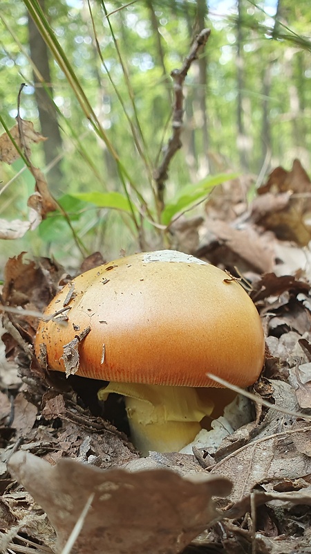 muchotrávka cisárska Amanita caesarea (Scop.) Pers.