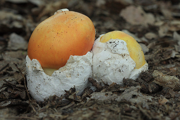 muchotrávka cisárska Amanita caesarea (Scop.) Pers.