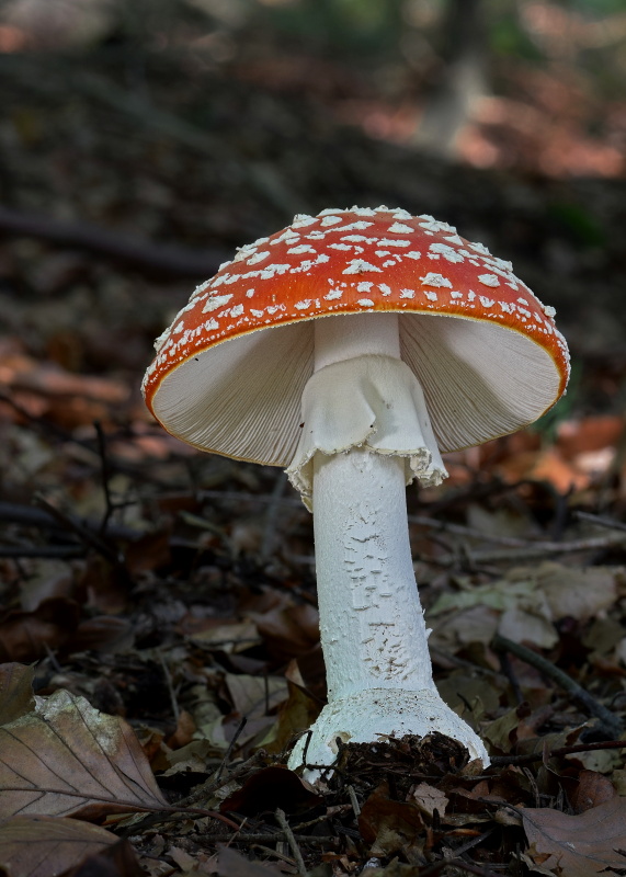 muchotrávka červená Amanita muscaria (L.) Lam.