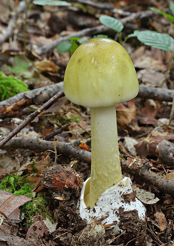 muchotrávka zelená Amanita phalloides (Vaill. ex Fr.) Link