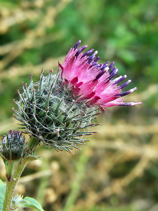 lopúch plstnatý Arctium tomentosum   Mill.