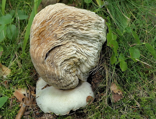 hríb smrekový Boletus edulis Bull.