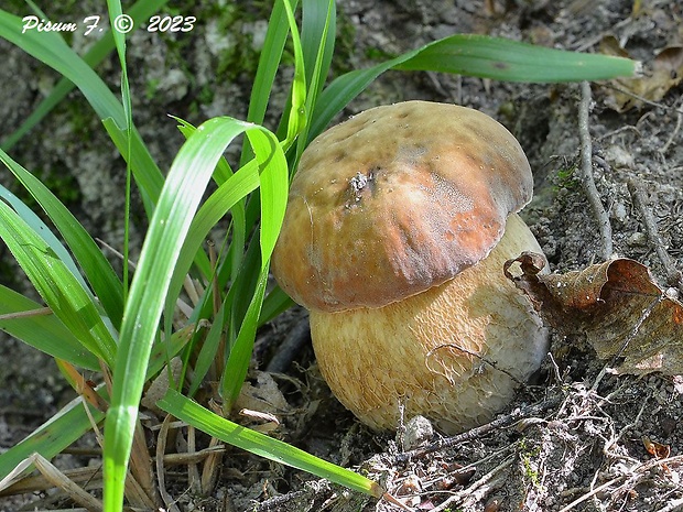 hríb dubový Boletus reticulatus Schaeff.