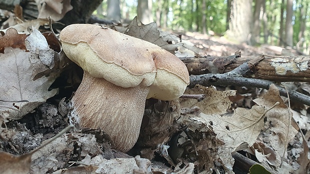 hríb dubový Boletus reticulatus Schaeff.