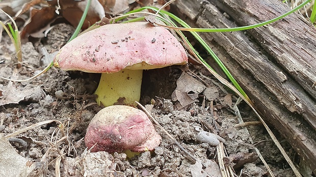 hríb kráľovský Butyriboletus regius (Krombh.) D. Arora & J.L. Frank