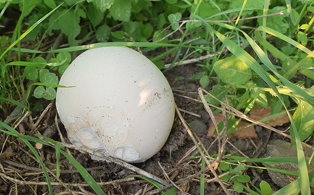 vatovec obrovský Calvatia gigantea (Batsch) Lloyd