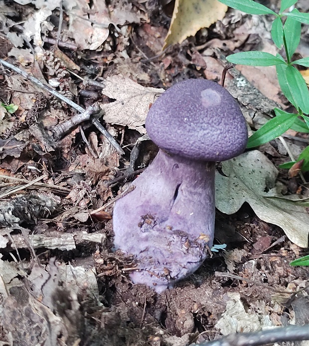 pavučinovec Cortinarius sp.