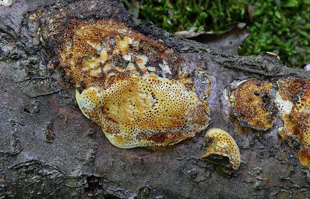 trúdnikovník poľný Dichomitus campestris (Quél.) Domański & Orlicz