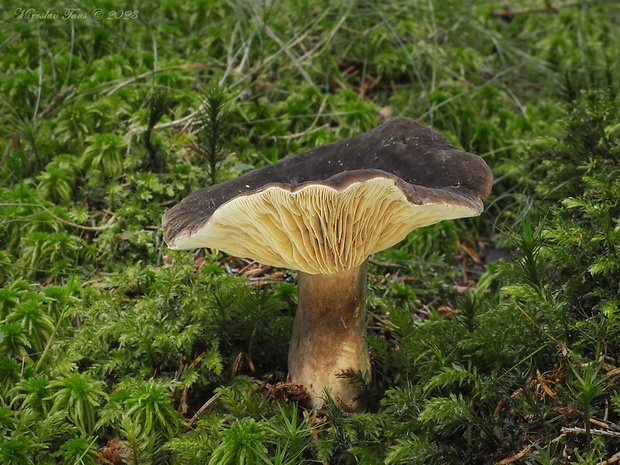 rýdzik sadzový Lactarius picinus Fr.