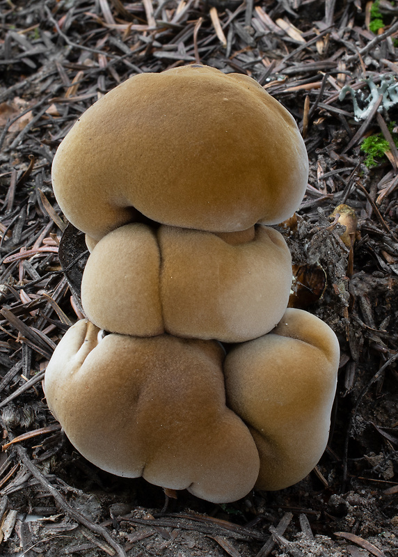 krásnopórovec zelenohnedý Laeticutis cristata (Schaeff.) Audet