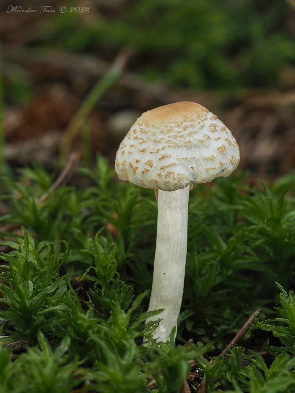 bedlička Lepiota sp.