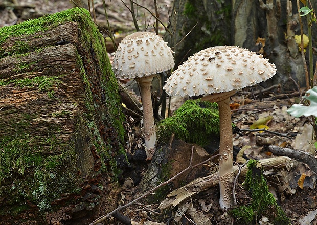 bedľa vysoká Macrolepiota procera (Scop.) Singer