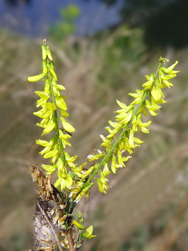 komonica lekárska Melilotus officinalis (L.) Pall.