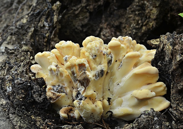 vejárovec obrovský Meripilus giganteus (Pers.) P. Karst.