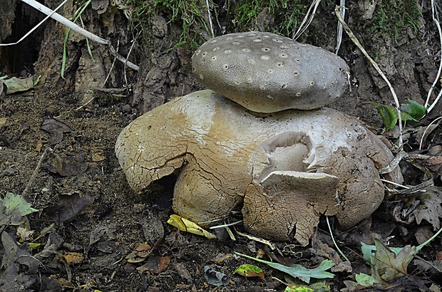 mnohokrčka dierkovaná Myriostoma coliforme (Dicks.) Corda