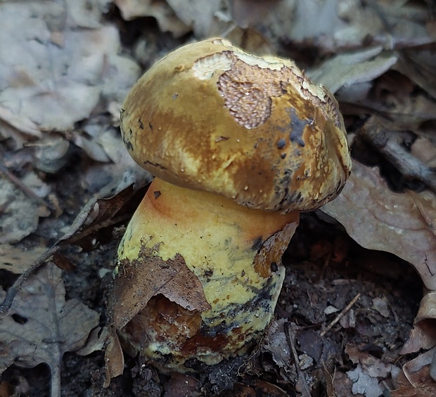 hríb zrnitohlúbikový odfarbený Neoboletus xanthopus (Quél.) Krieglst.