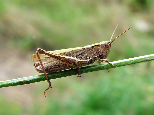 koník zelený Omocestus viridulus (Linnaeus, 1758)