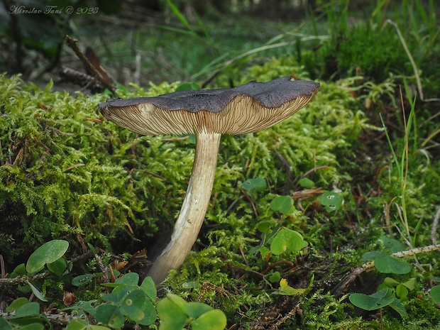 štítovka čiernolupeňová Pluteus atromarginatus (Konrad) Kühner