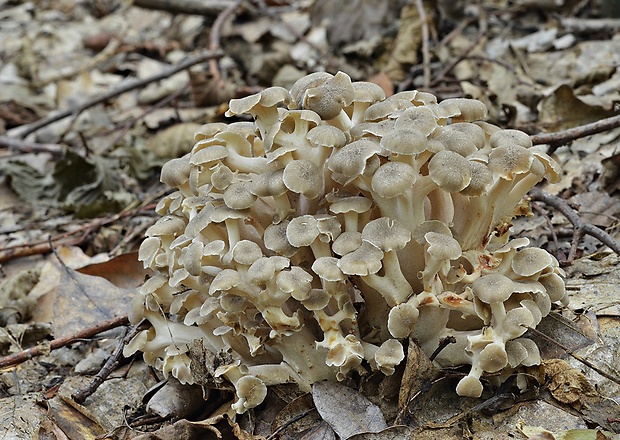 trúdnik klobúčkatý Polyporus umbellatus (Pers.) Fr.