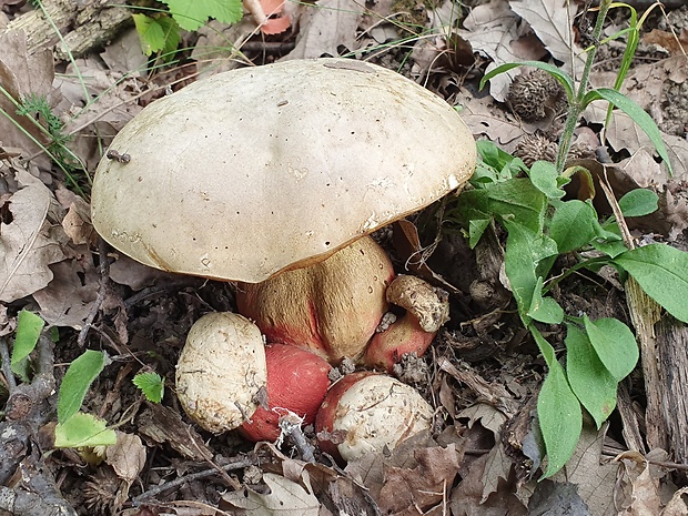 hríb satanský Rubroboletus satanas f. satanas (Lenz) Kuan Zhao & Zhu L. Yang