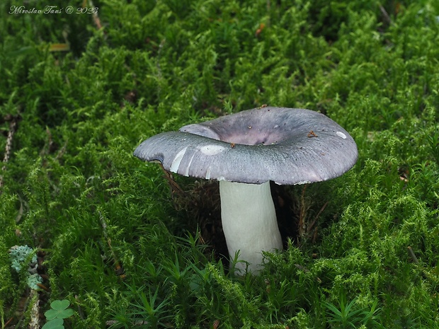 plávka modrastá Russula cyanoxantha (Schaeff.) Fr.