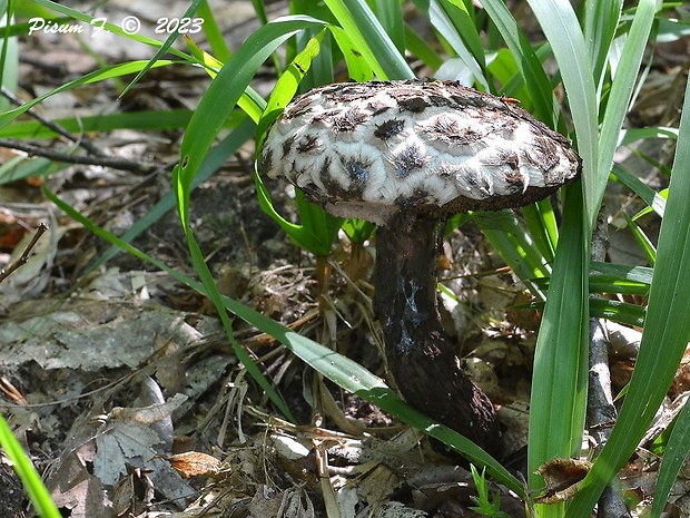 šiškovec šupinatý Strobilomyces strobilaceus (Scop.) Berk.