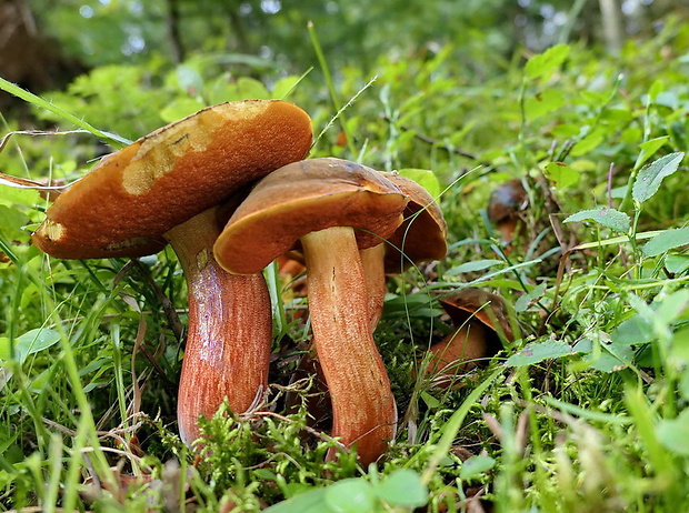 hríb zrnitohlúbikový Sutorius luridiformis (Rostk.) G. Wu & Zhu L. Yang