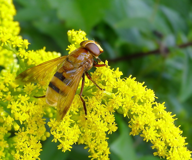 pestrica sršňovitá ♀ Volucella zonaria (Poda, 1761)