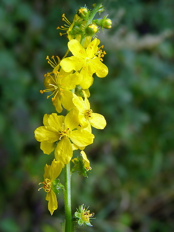 repík lekársky Agrimonia eupatoria L.