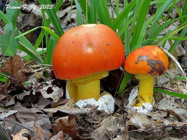 muchotrávka cisárska Amanita caesarea (Scop.) Pers.