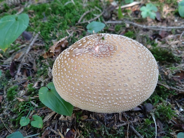 muchotrávka červenkastá  Amanita muscaria var. guessowii Veselý