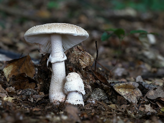 muchotrávka červenkastá Amanita rubescens Pers.