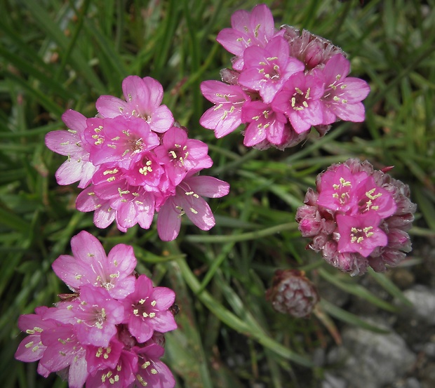 trávnička alpínska Armeria alpina Willd.