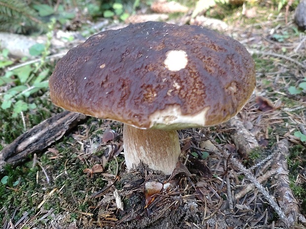 hríb smrekový Boletus edulis Bull.