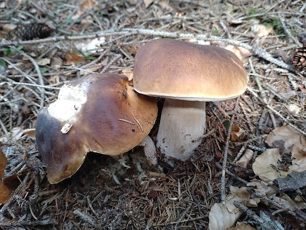 hríb smrekový Boletus edulis Bull.