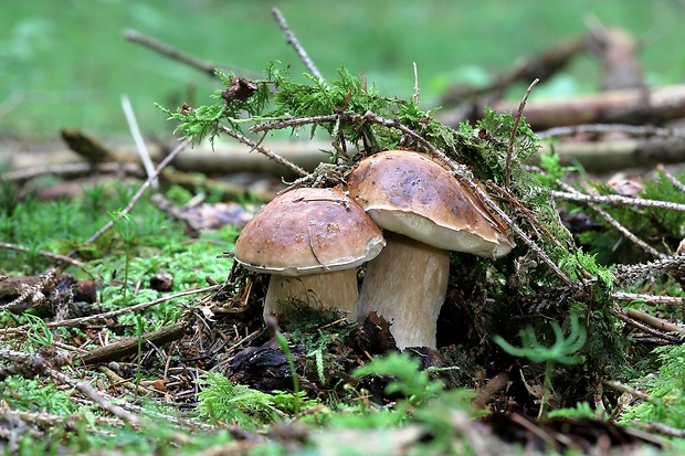 hríb smrekový Boletus edulis Bull.