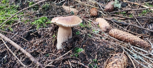 hríb smrekový Boletus edulis Bull.