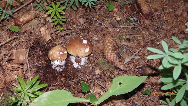 hríb dubový Boletus reticulatus Schaeff.